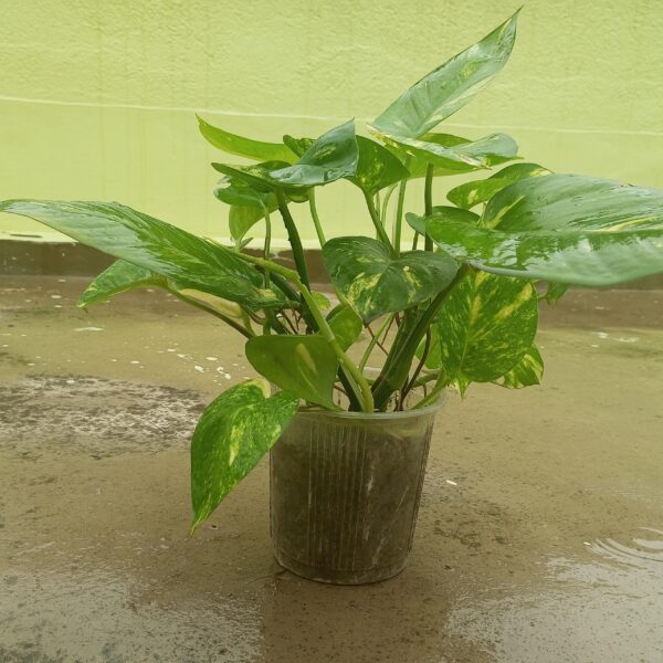 Money plant tree 🌴