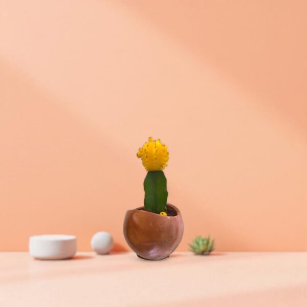 The Glore – Handcrafted | 3” x 2.75” | Terracotta | Eco-Friendly Upcycled Concrete Planter
