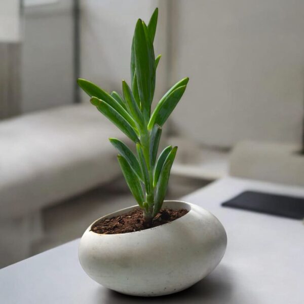 The Olute – Handcrafted | 6” x 4” x 3” | Pebble-Shaped Concrete Planter | Gray, Yellow & Terracotta | Modern & Eco-Friendly